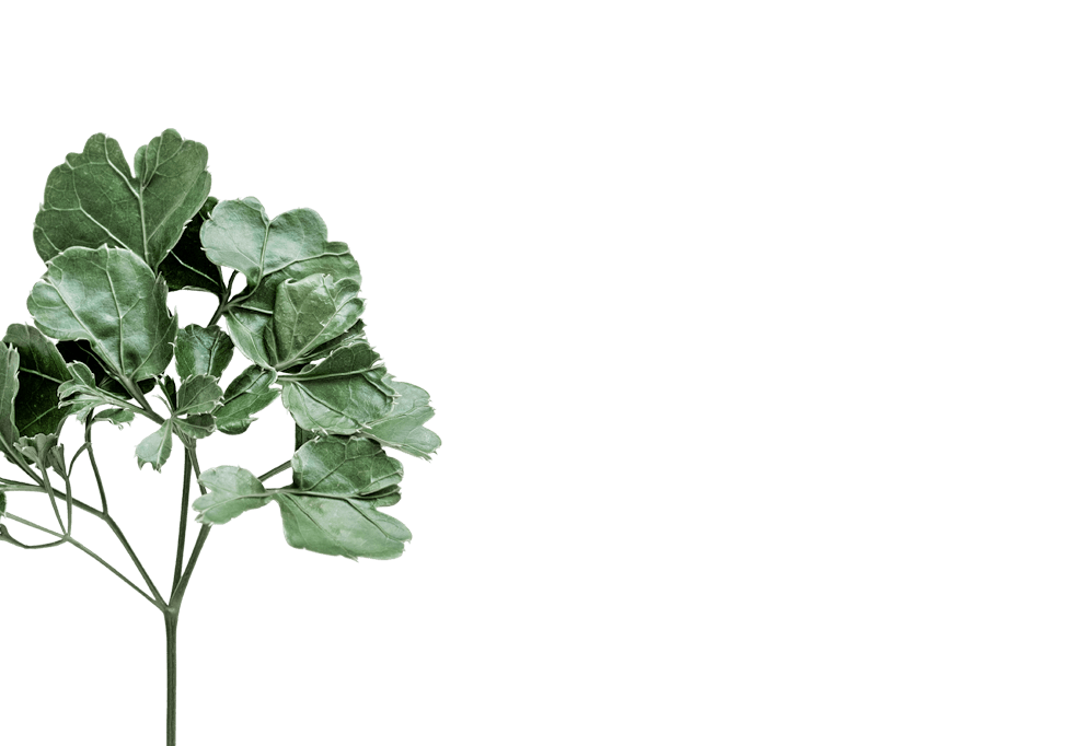 clinic4-contact-plant-bg